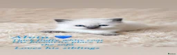 Ragdoll cats for sale: Beautiful Pedigree Ragdoll Kittens  - Advert 23