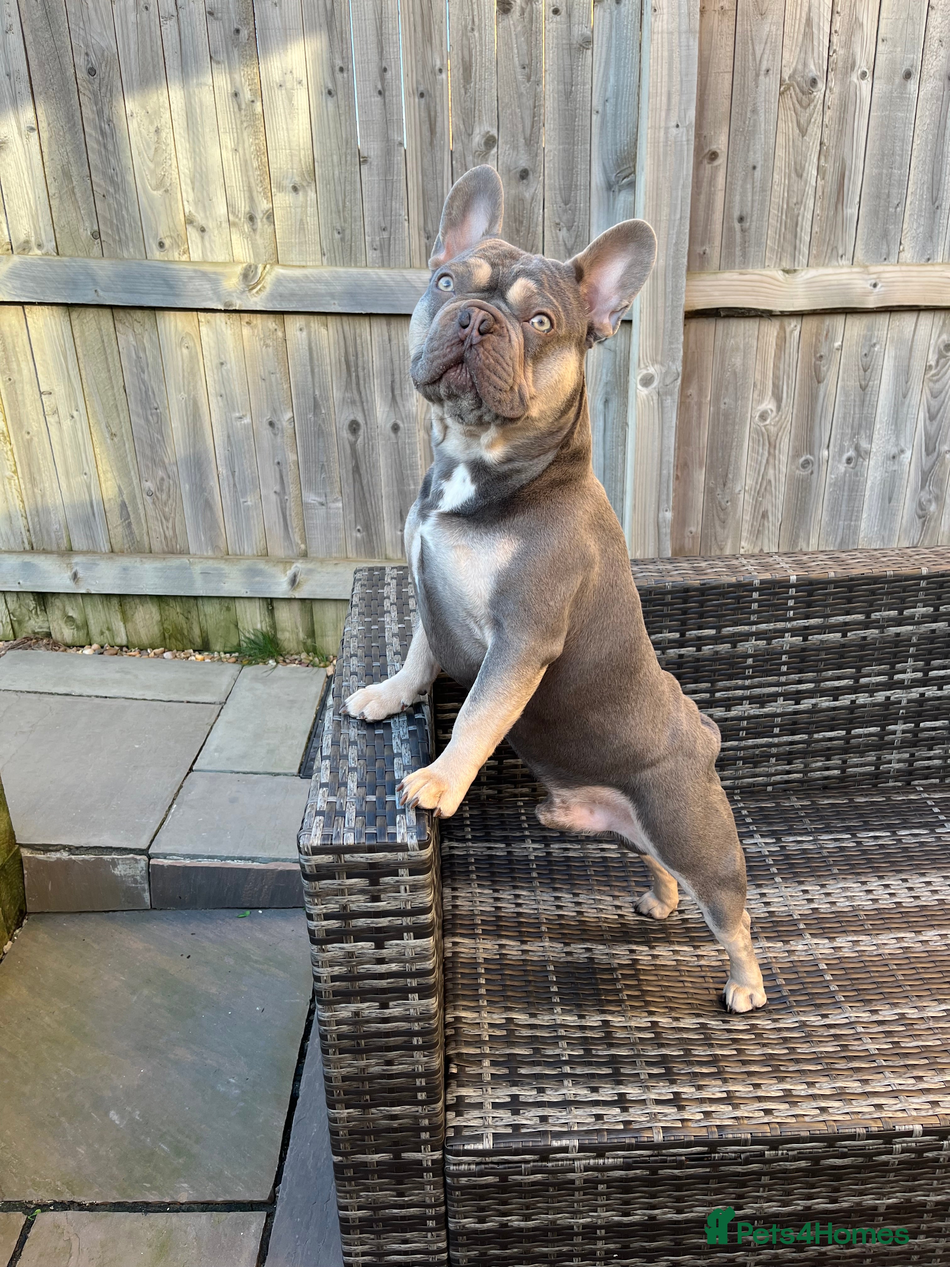 French Bulldog dogs Captain Cooper 🏅 in Grimsby - Advert 7