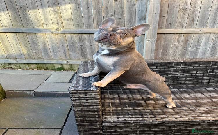 French Bulldog dogs in Grimsby - Advert 14