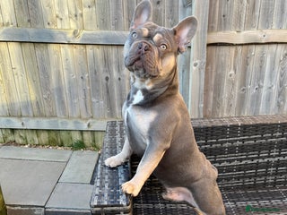 French Bulldog dogs in Grimsby - Advert 32