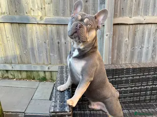 French Bulldog dogs Captain Cooper 🏅 in Grimsby - Advert 1