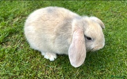 Mini Lop rabbits for sale: Mini Lops Ready now!!!!  in Coalville - Image 28
