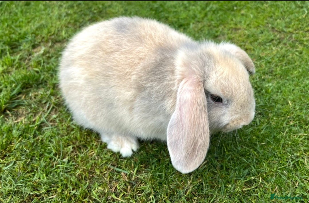Mini Lop rabbits for sale: Mini Lops Ready now!!!!  in Coalville - Image 28