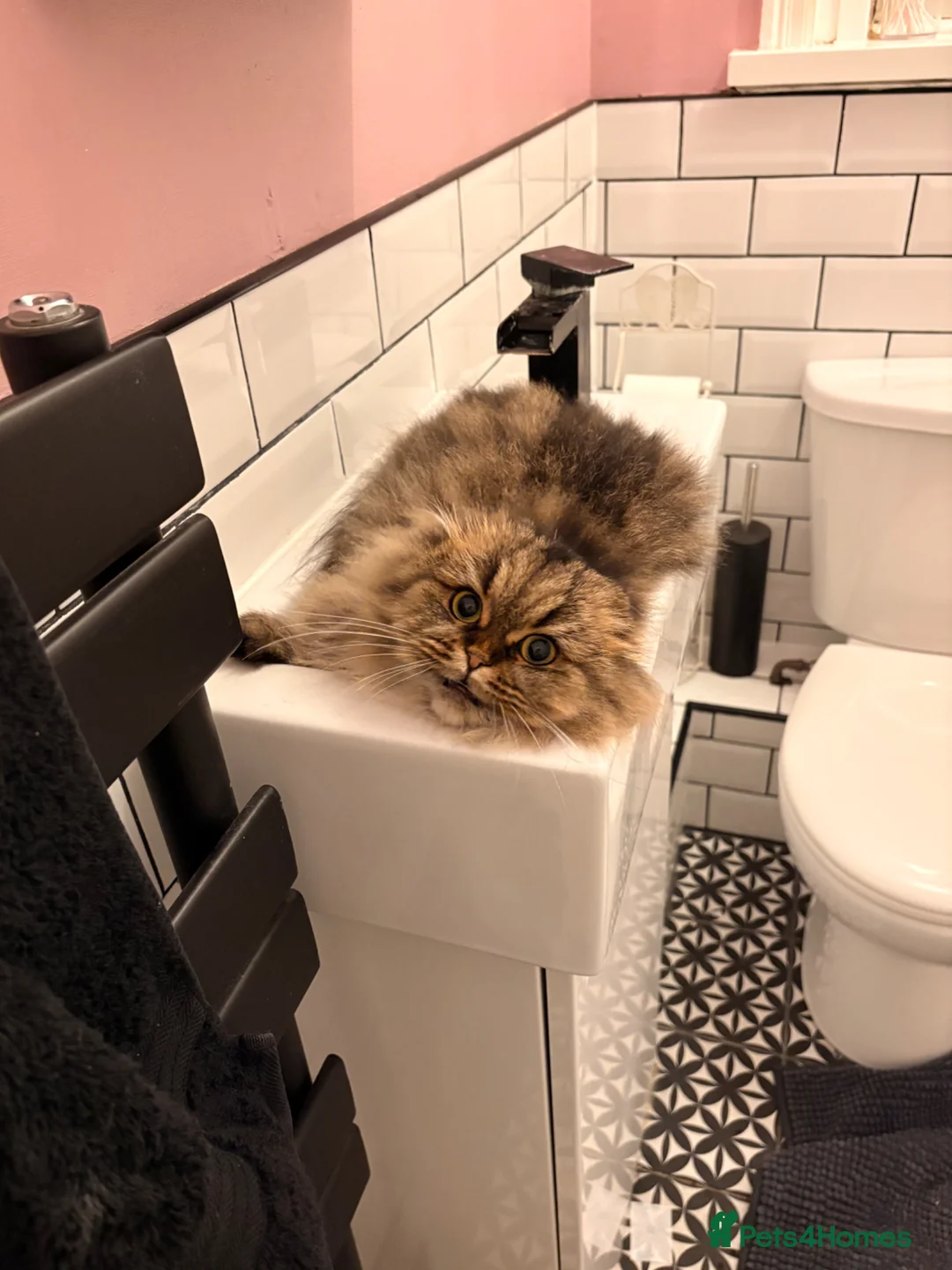 Scottish Fold cats for sale: 5 x pure bred Scottish Fold kittens  - Advert 2