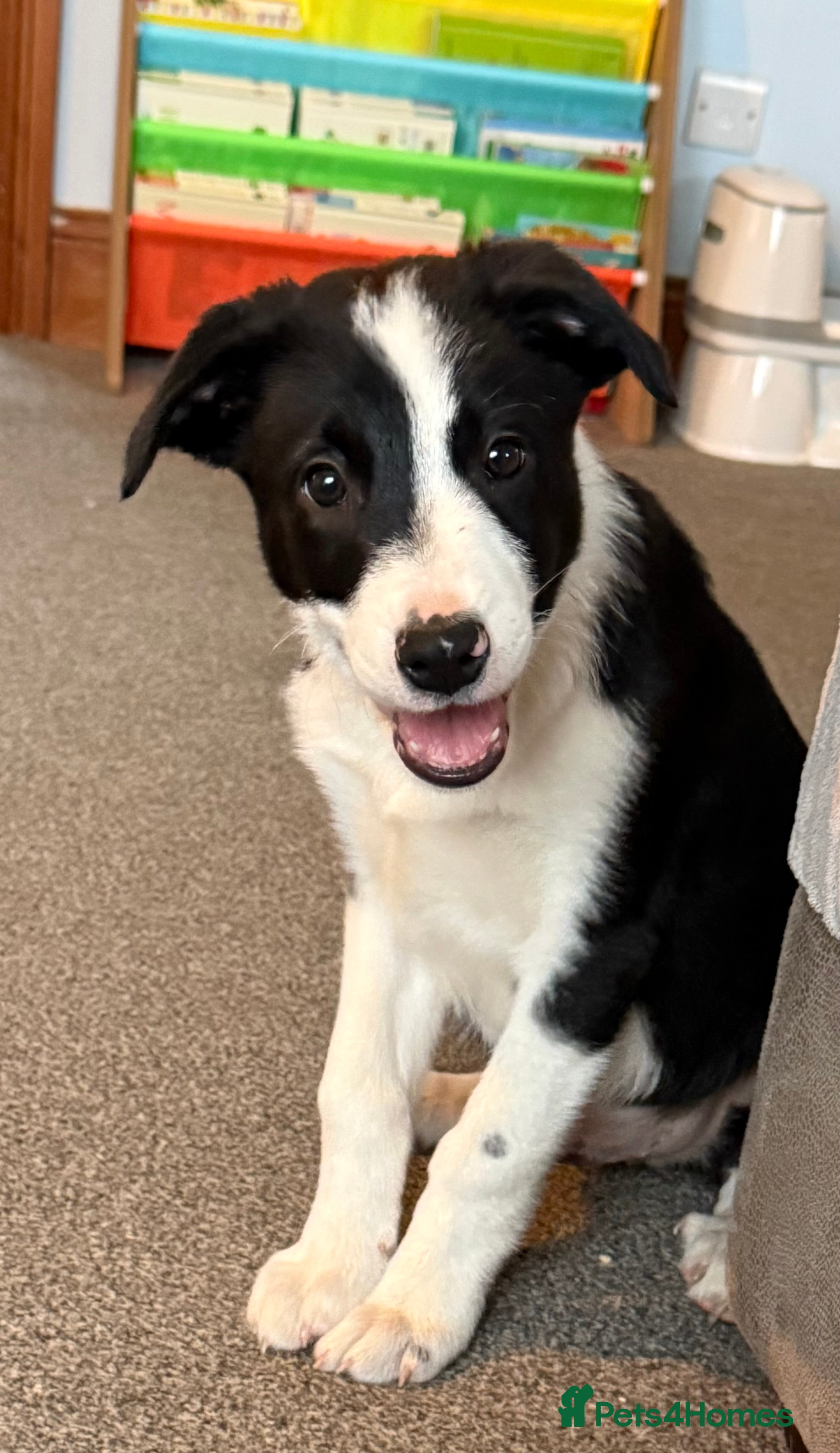 Border Collie dogs Border collie puppies seeking working/active homes - Advert 9