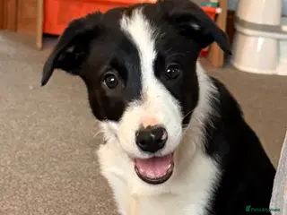 Border Collie dogs Border collie puppies seeking working/active homes - Advert 9