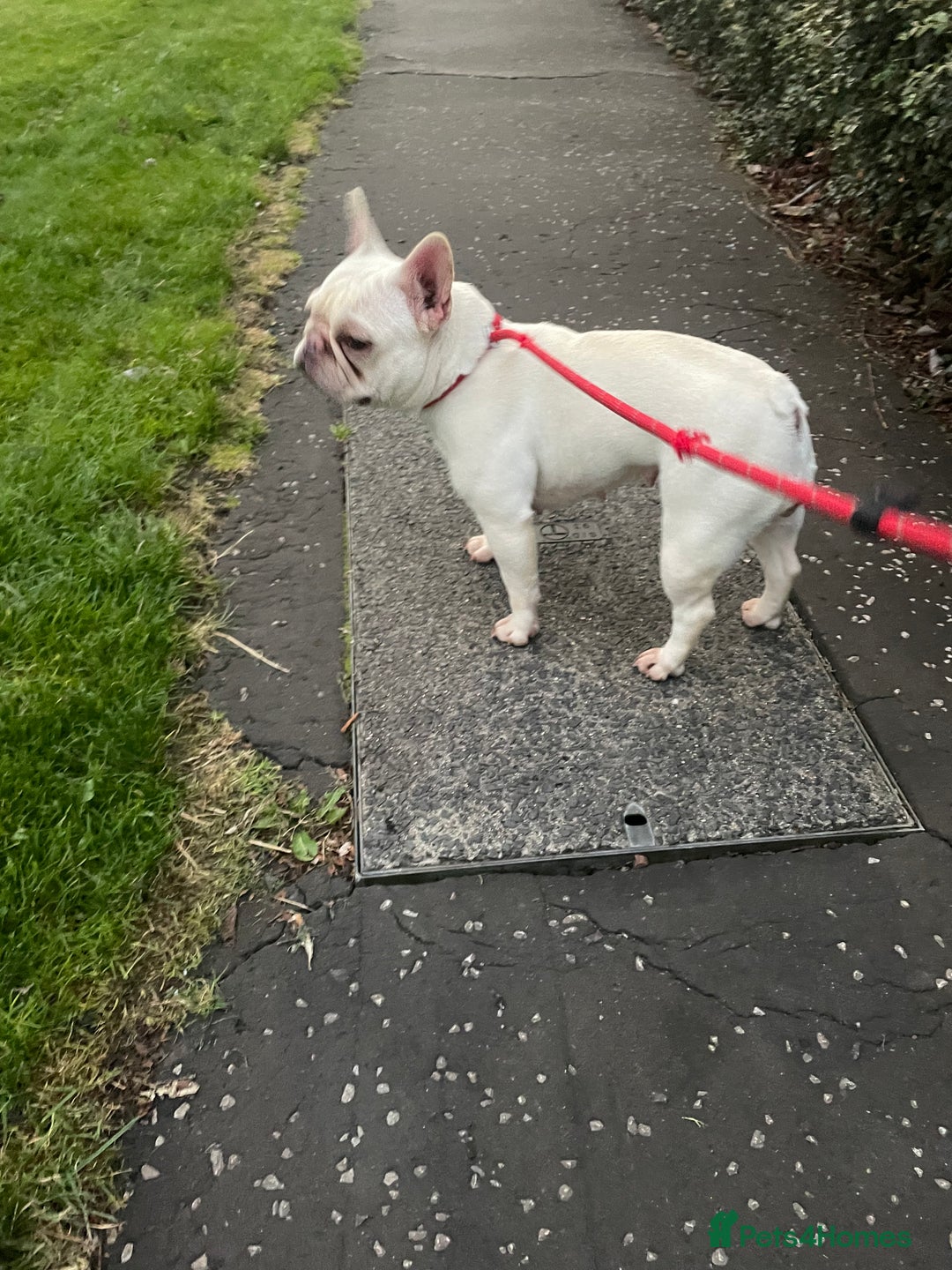 French Bulldog dogs for sale: forever home needed for this beautiful girl  - Image 3