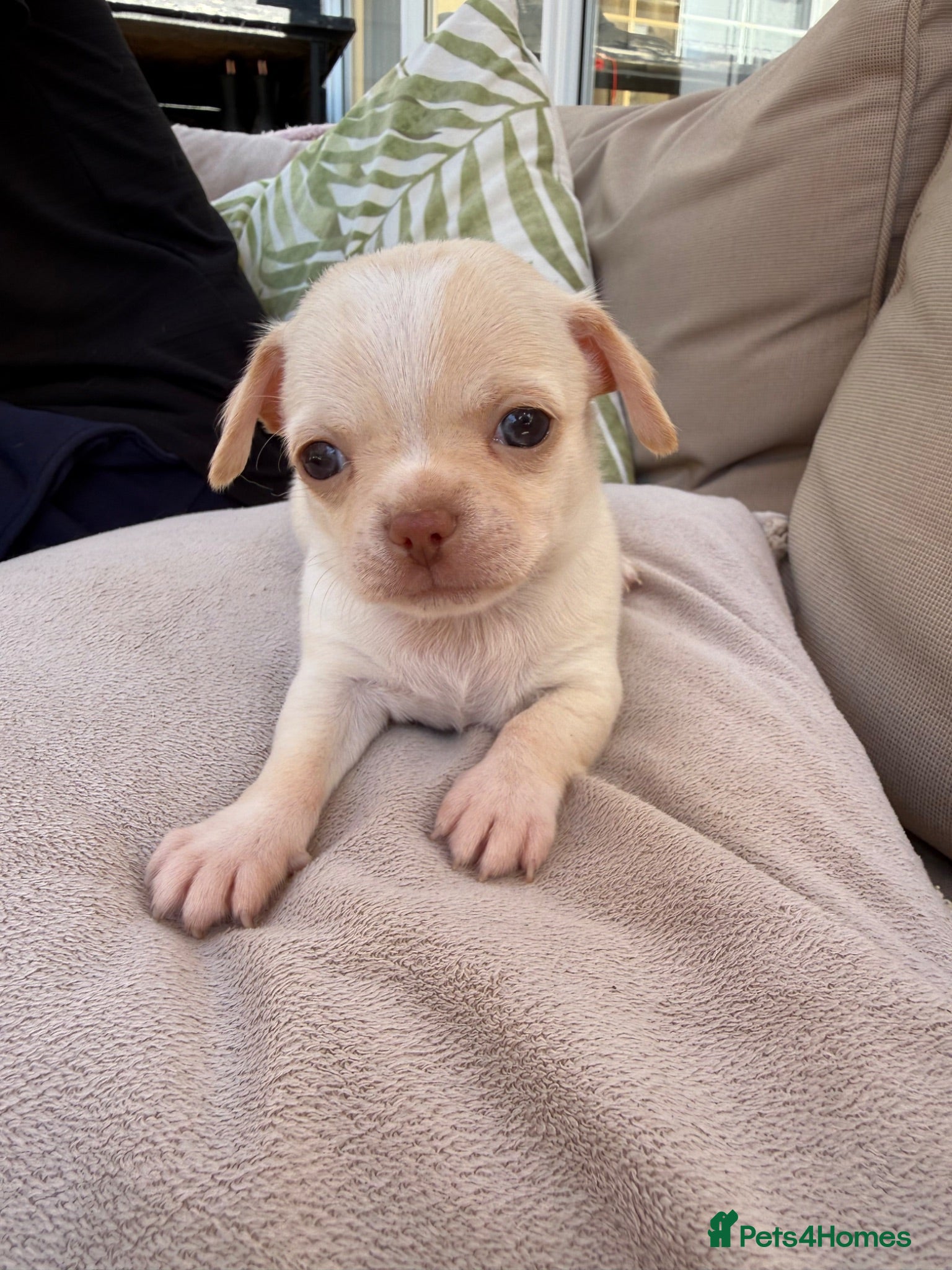 Chihuahua dogs Oh hey! We are new here! Beautiful Chihuahua pups - Advert 18