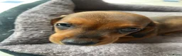Miniature Dachshund dogs for sale: Miniature dachshund 3 boys 5 girls - Advert 35