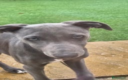 Whippet dogs for sale: Beautiful Male Whippet Puppy - Image 9