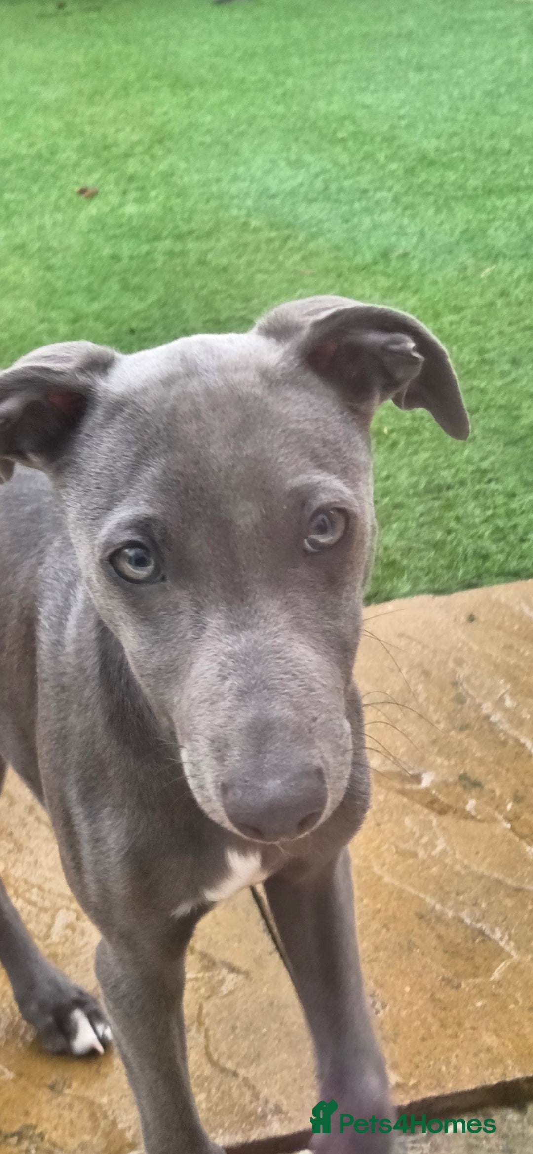 Whippet dogs for sale: Beautiful Male Whippet Puppy - Image 9