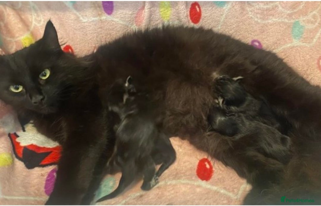 Maine Coon cats for sale: Beautiful Maine coon kittens for sale - Image 15
