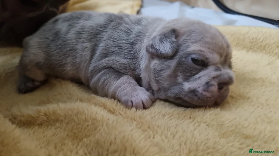 French Bulldog dogs for stud: VEGAS- new shade Isabella & tan Merle  in Southampton - Advert 30