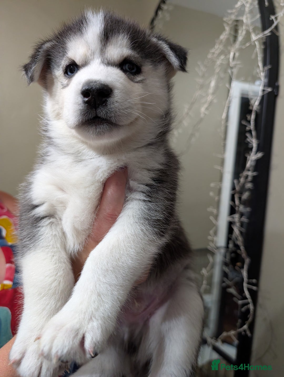 Siberian Husky dogs for sale: Stunning Siberian husky puppies - Image 21