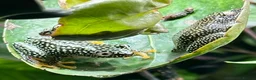 Frog reptiles for sale: Starry Night Reed Frogs Sexed Pairs  in Bristol - Advert 5