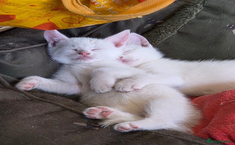 Mixed Breed cats - Advert 6
