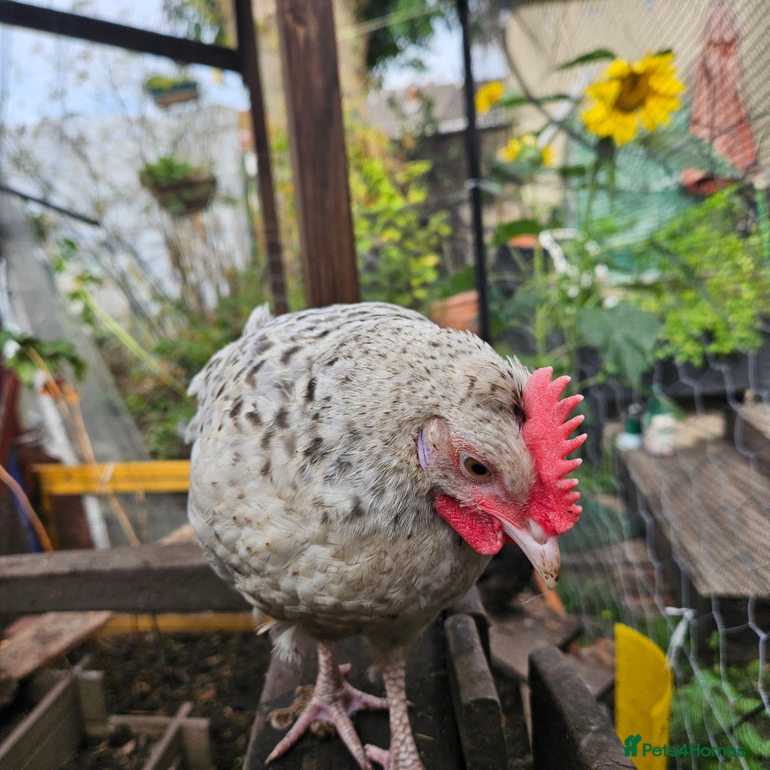 Chickens poultry for sale: Rooster Salmon Faverolle, Choc Bantam,Cream Legbar - Image 5