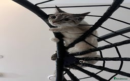 Bengal cats for sale: White bengal kitten  - Image 6