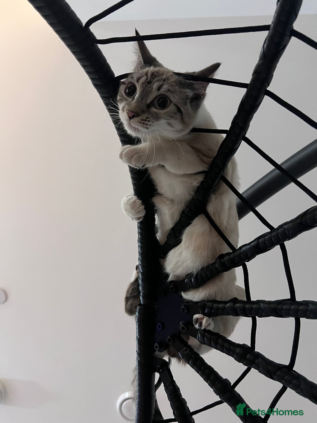 Bengal cats for sale: White bengal kitten  - Image 6