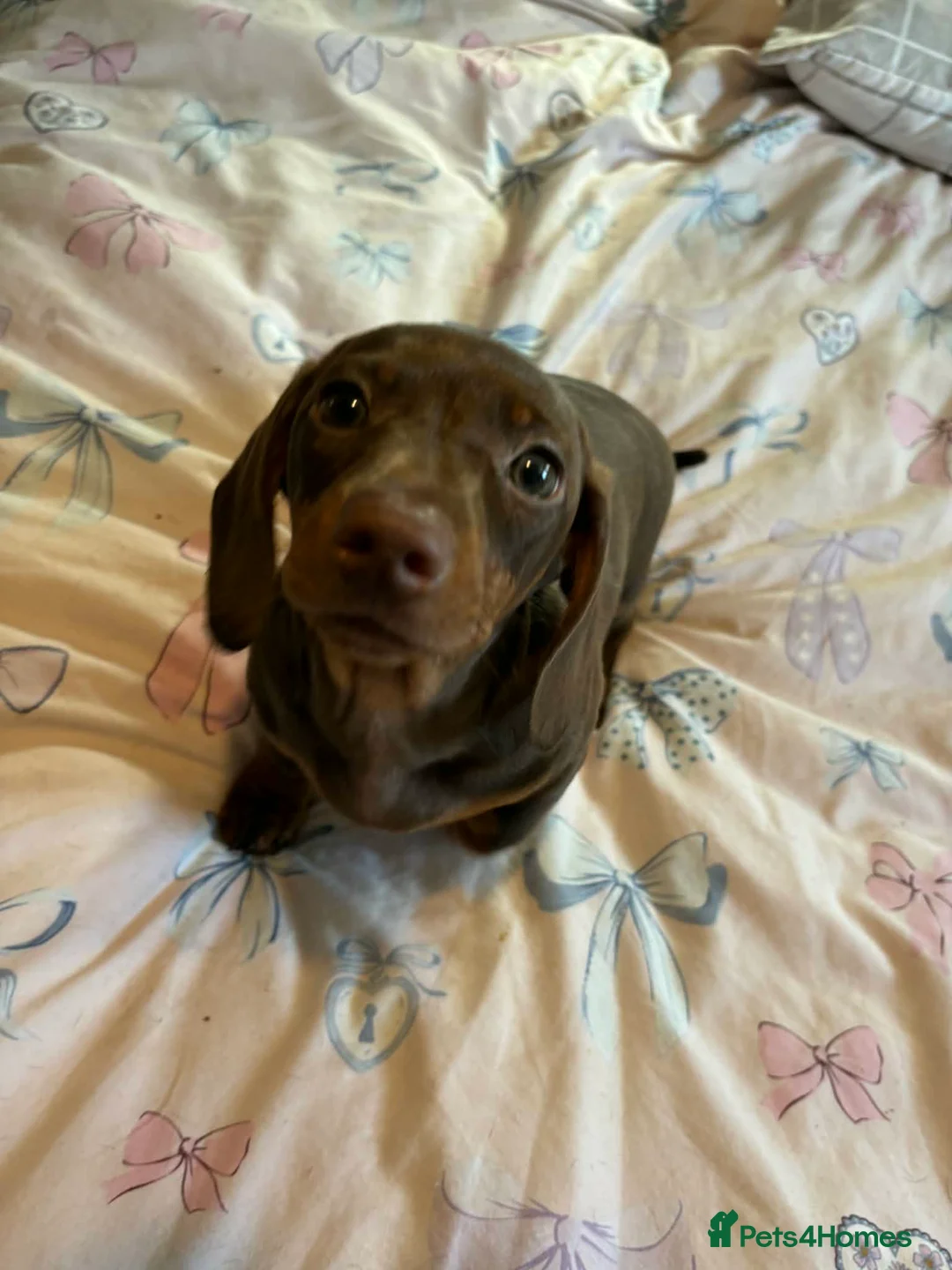 Dachshund dogs for sale: 10 week old pups - Advert 3
