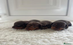 Miniature Dachshund dogs for sale: Miniature dachshund - Image 8