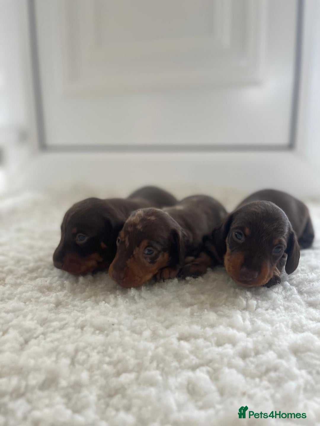 Miniature Dachshund dogs for sale: Miniature dachshund - Image 8