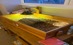 Tortoise reptiles for sale: Horsefield tortoise - Image 2