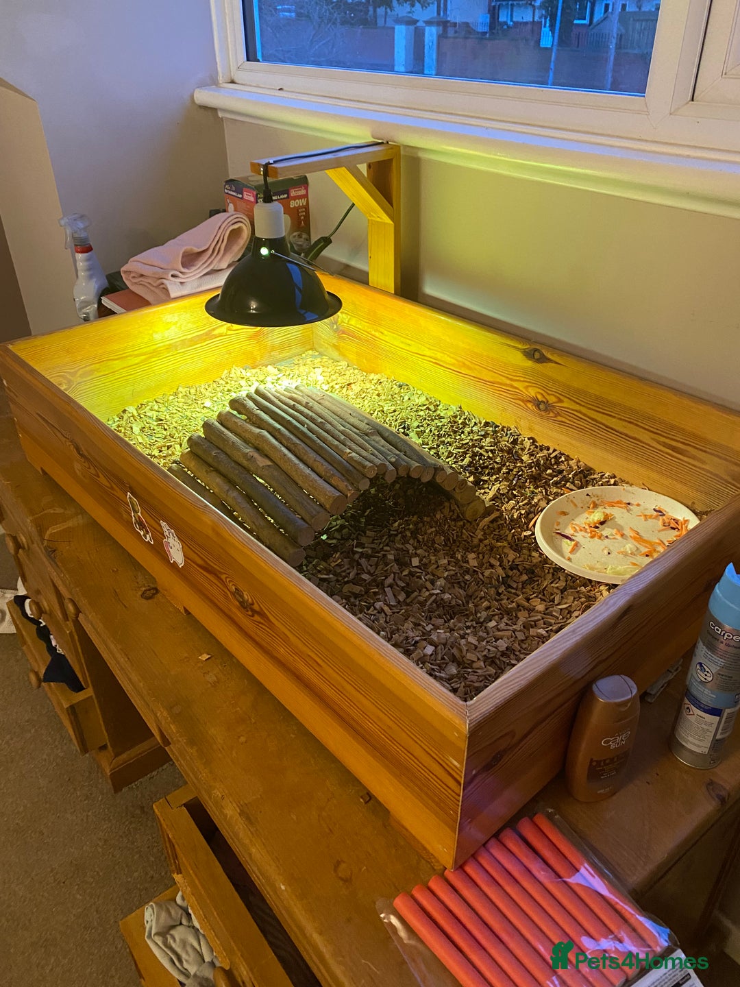 Tortoise reptiles for sale: Horsefield tortoise - Image 2