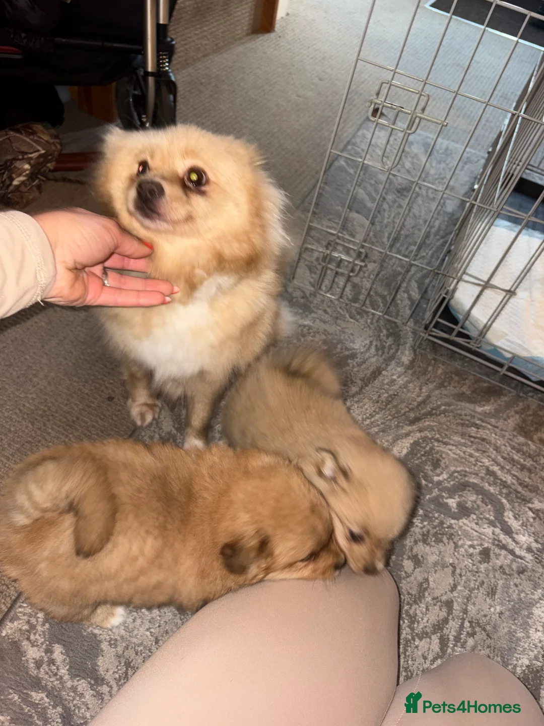 Pomeranian dogs for sale: Pomeranian  - Advert 2