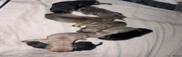 Frug dogs for sale: Stunning litter of 8 little FRUG boys  - Advert 11