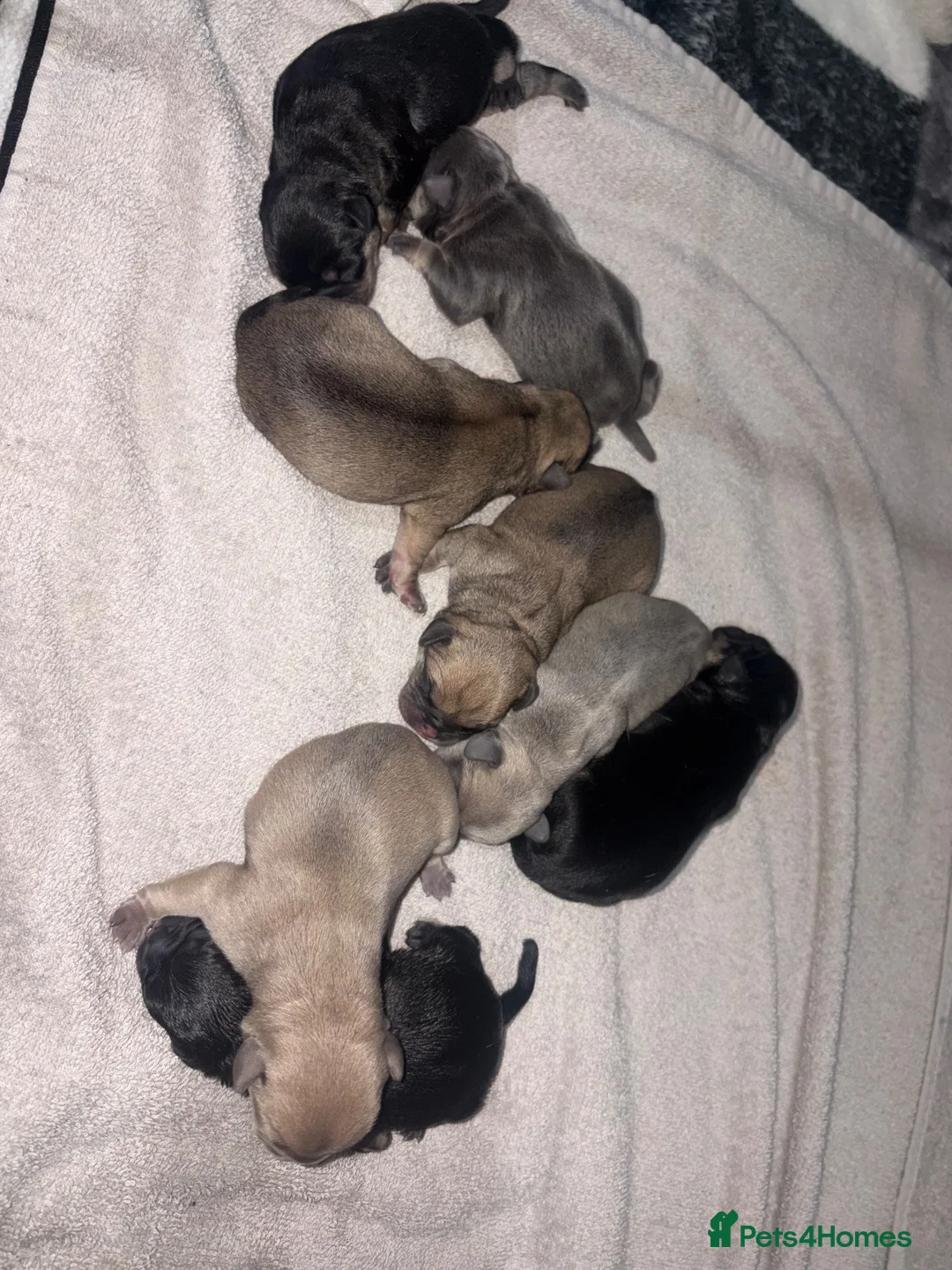 Frug dogs for sale: Stunning litter of 8 little FRUG boys  - Advert 11