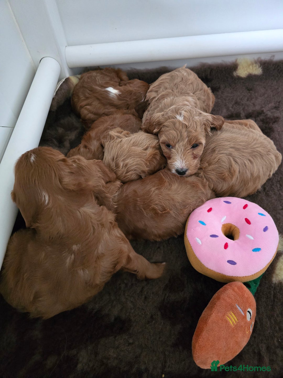Cavapoo dogs for sale: Stunning f1 extensively health tested red cavapoo - Advert 2