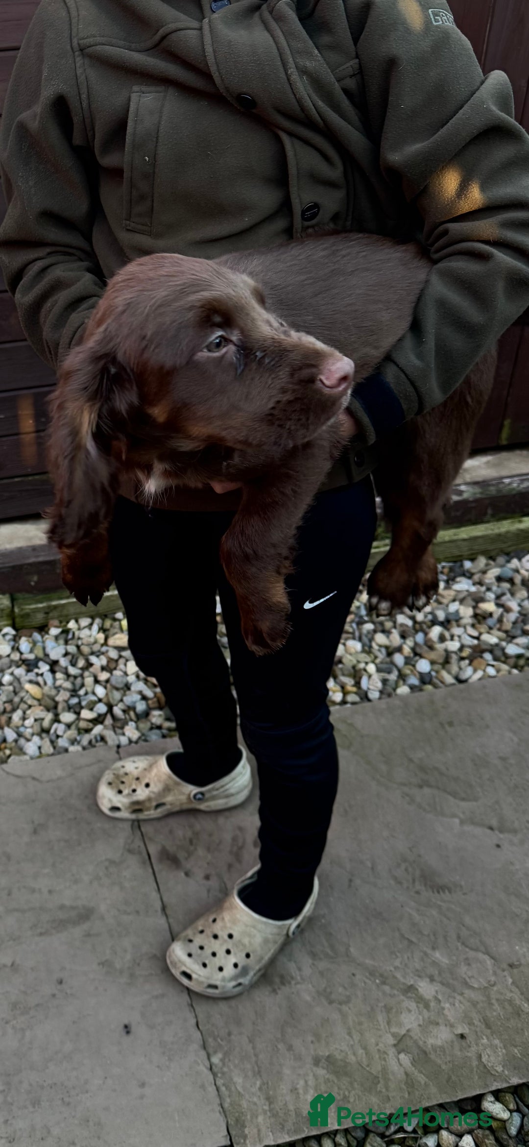Cocker Spaniel dogs for sale: Working cocker spaniels  - Image 38