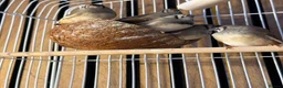 Finches birds for sale: zebra finches - Advert 2