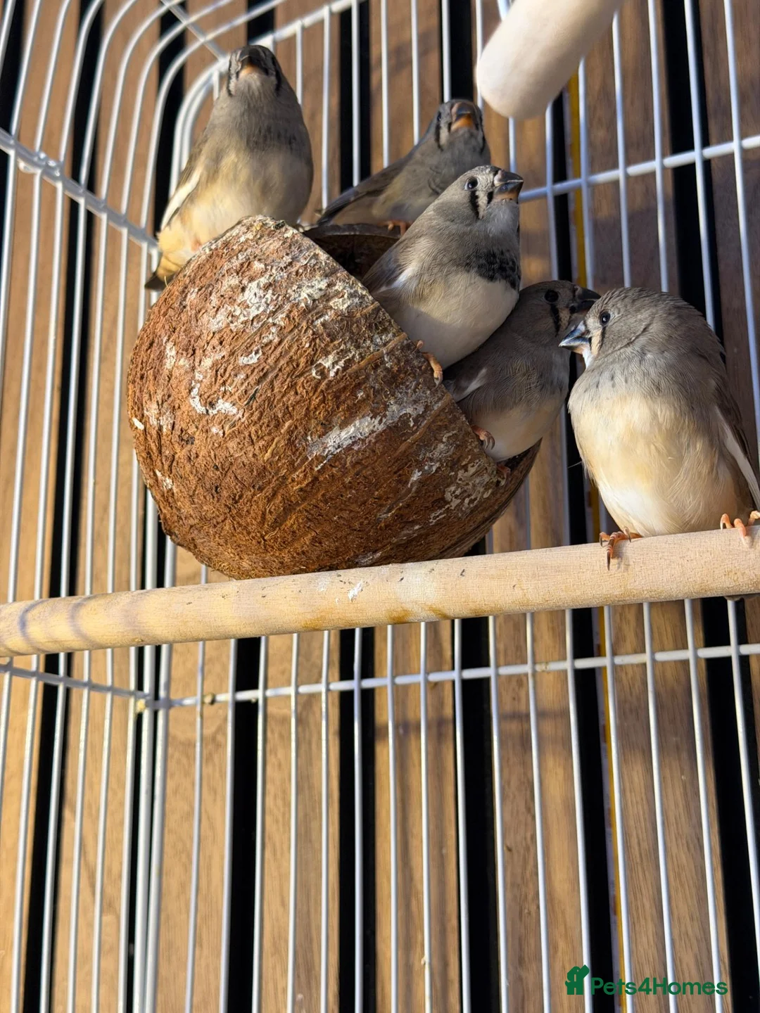 Finches birds for sale: zebra finches - Advert 2