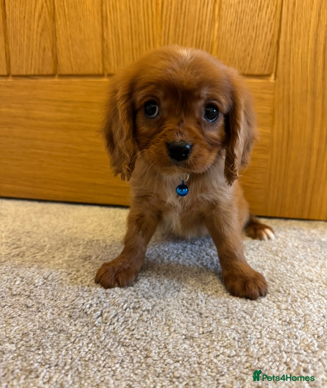 Cavalier King Charles Spaniel dogs for sale: Health tested cavalier King Charles  - Advert 15