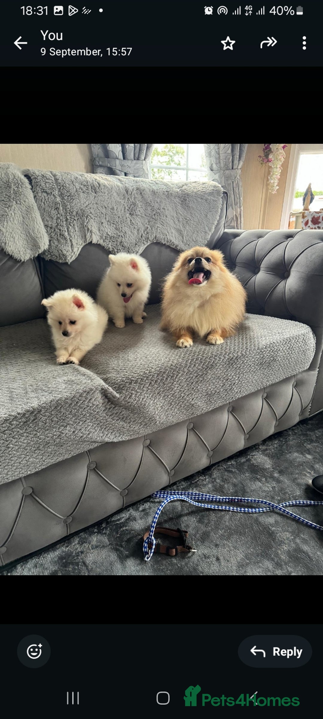 Pomeranian dogs for sale: Pomeranian puppies  - Image 10