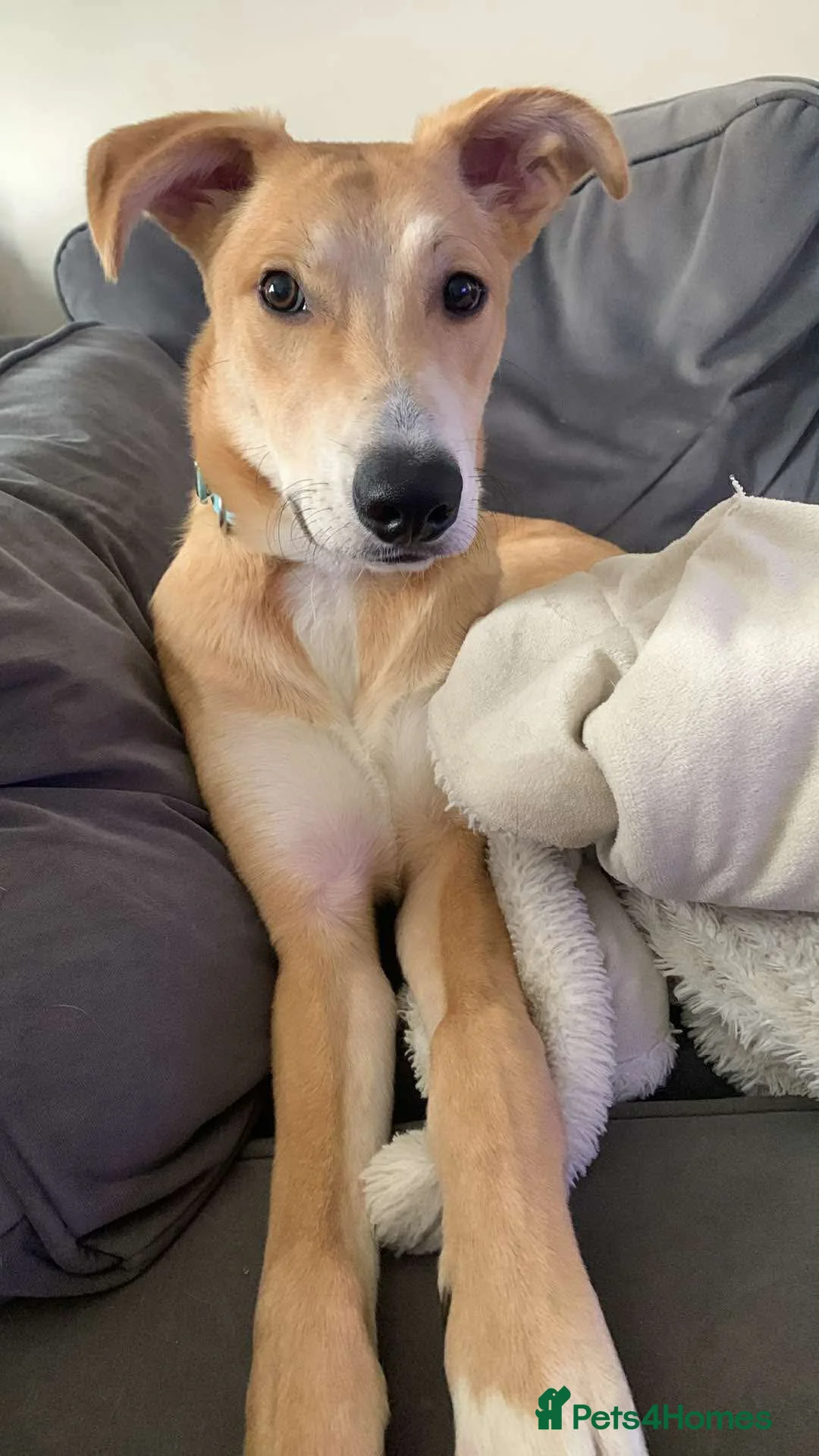 Mixed Breed dogs for sale: Gorgeous whippet x German shepherd/whippet puppies in Livingston - Advert 13