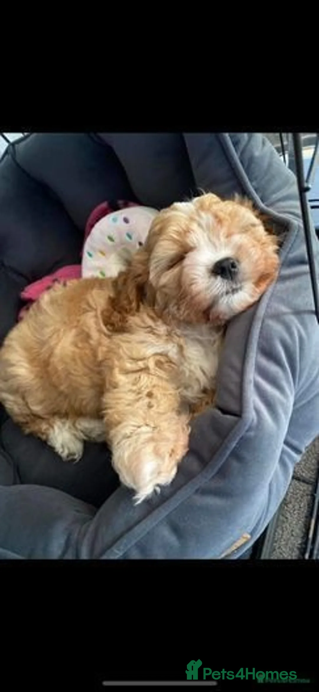 Toy Poodle dogs for stud: KC reg health tested toy poodle studs in Exeter - Advert 15