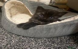 Mixed Breed cats for sale: Mainecoon and british shorthair mix  - Image 23