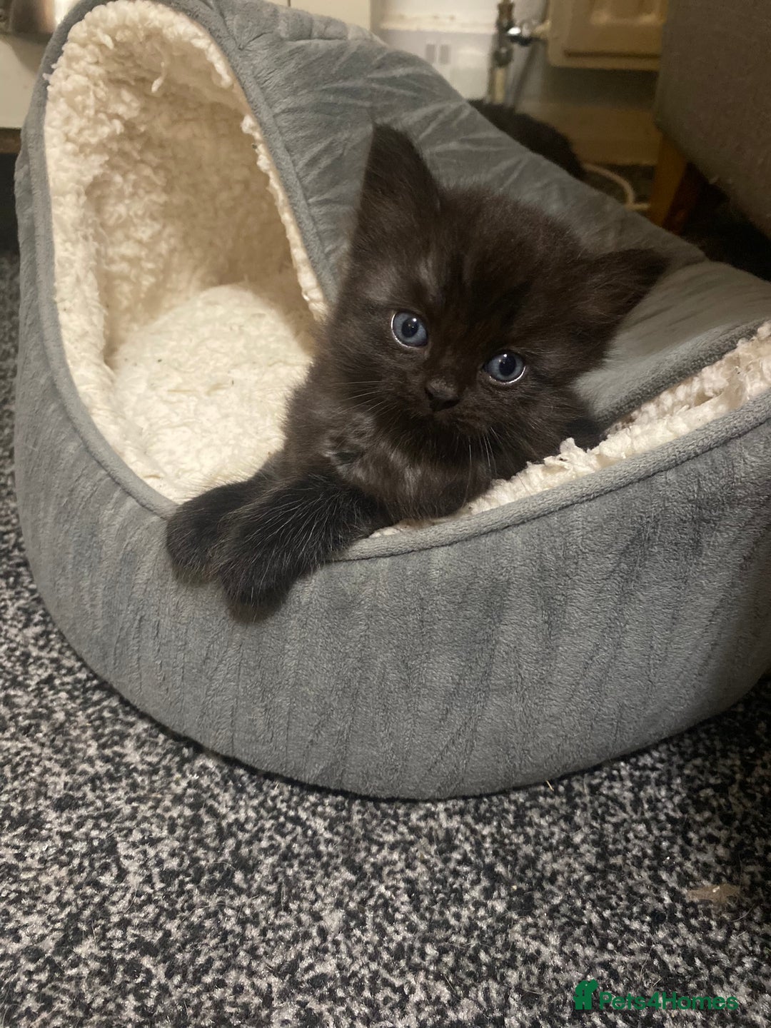Mixed Breed cats for sale: Mainecoon and british shorthair mix  - Image 23