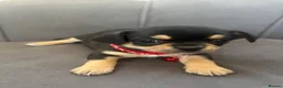 Chihuahua dogs for sale: KC Reg Chihuahua Pups - Advert 20