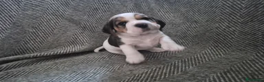 Beagle Puppy 6