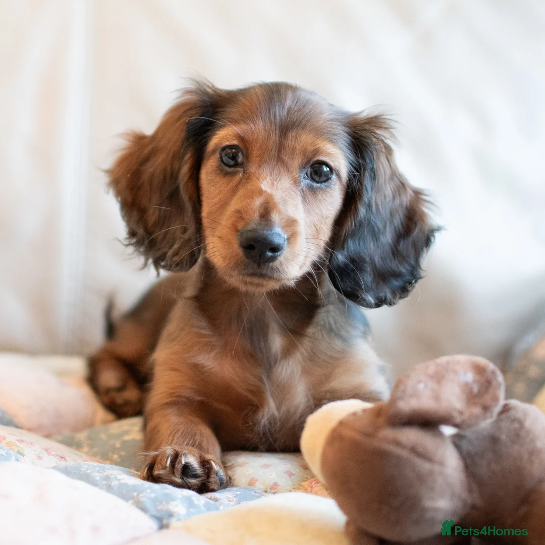 Miniature Dachshund dogs for sale:  Miniature Long-Haired Dachshund Puppies–Red Merle - Advert 20