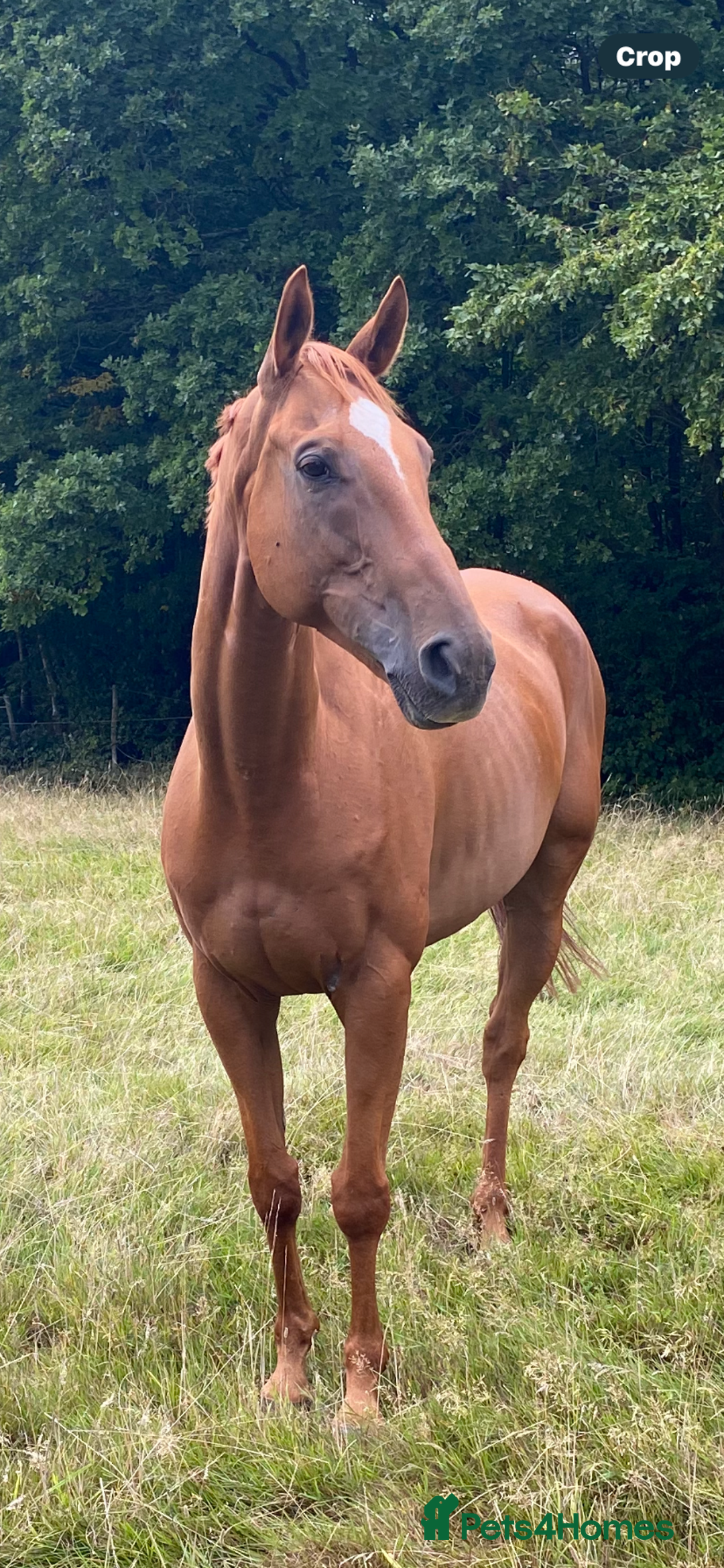 Irish Thoroughbred horses for sale:  gentleman - Advert 2