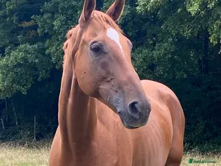 Irish Thoroughbred horses gentleman - Advert 5