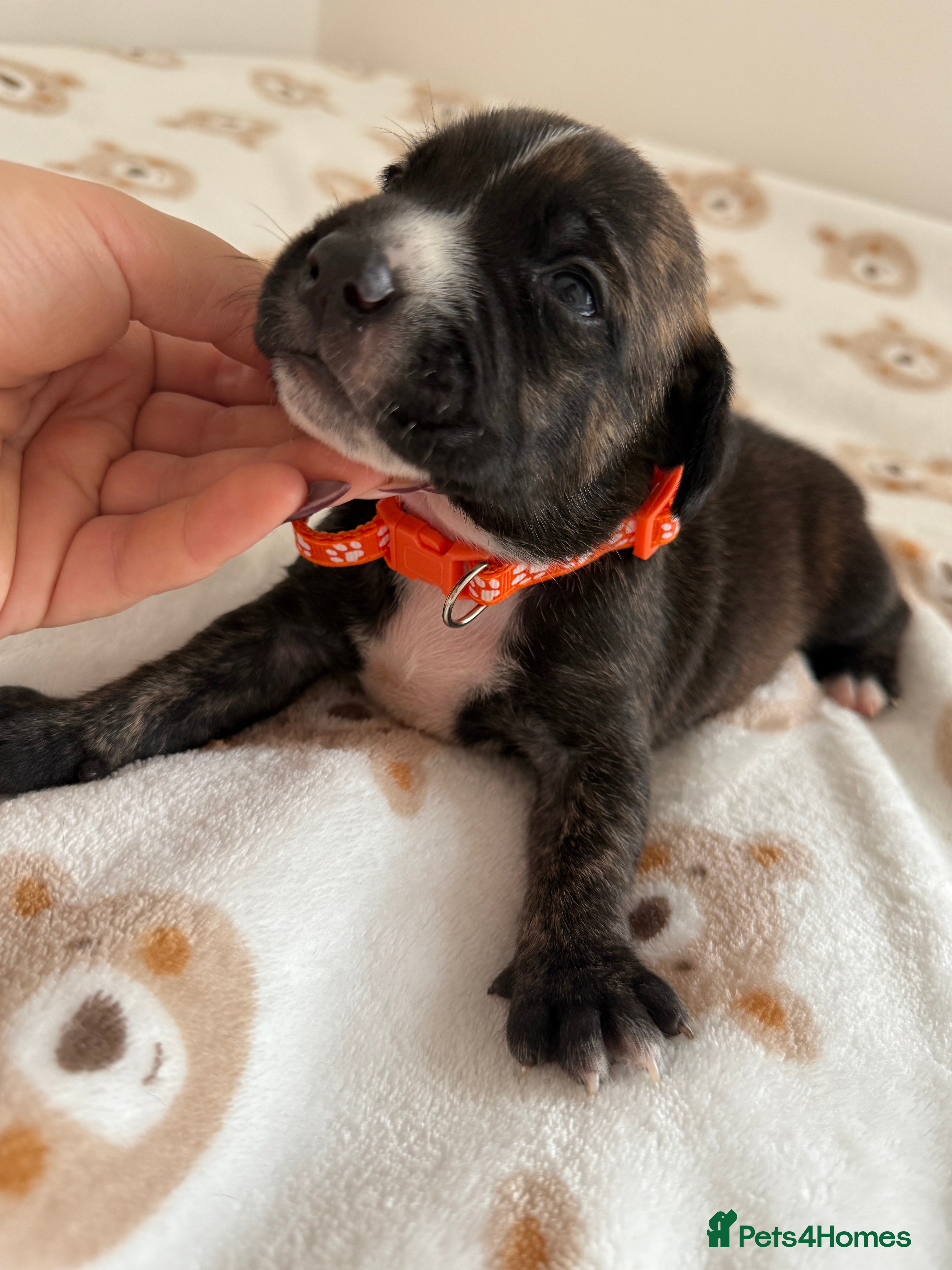 Staffordshire Bull Terrier dogs Beautiful puppies staffordshire bull terier 🥰 - Advert 7