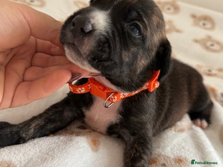 Staffordshire Bull Terrier dogs Beautiful puppies staffordshire bull terier 🥰 - Advert 7