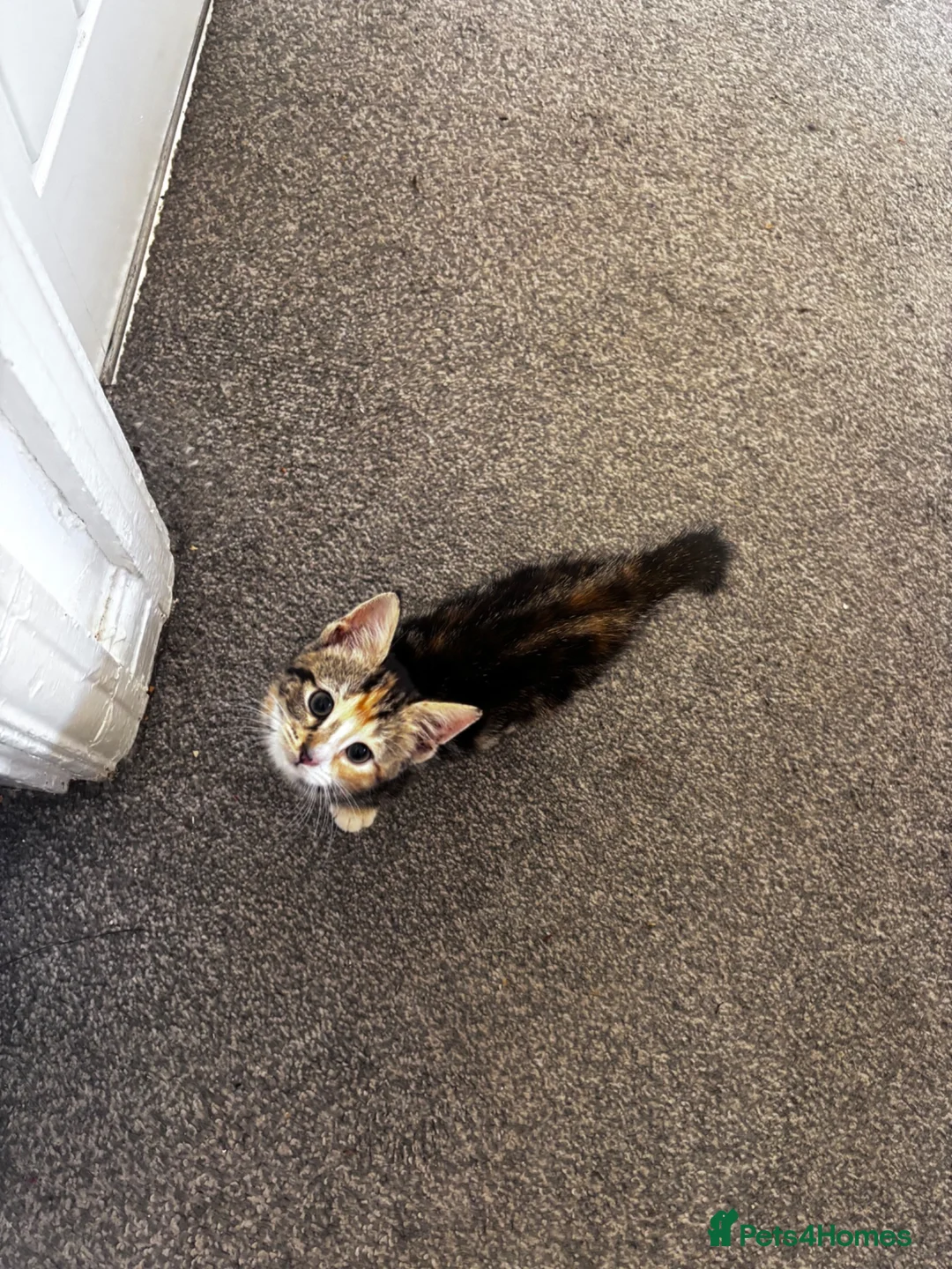 Mixed Breed cats for sale: 3 Lovely Girl Kittens Left  - Advert 2