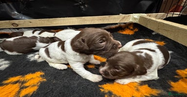 English Springer Spaniel dogs - Advert 3
